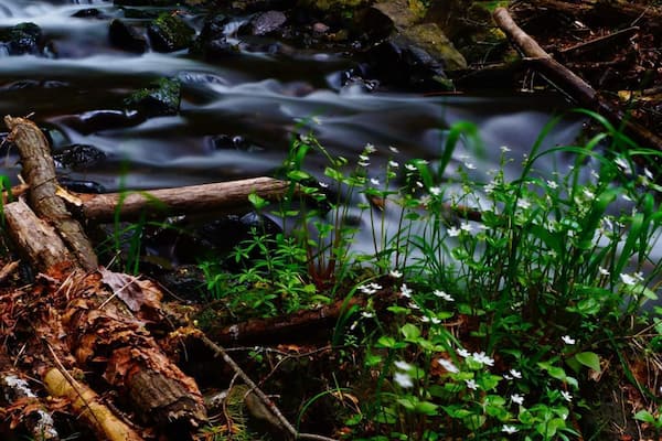 A stream with rocks and foliage.