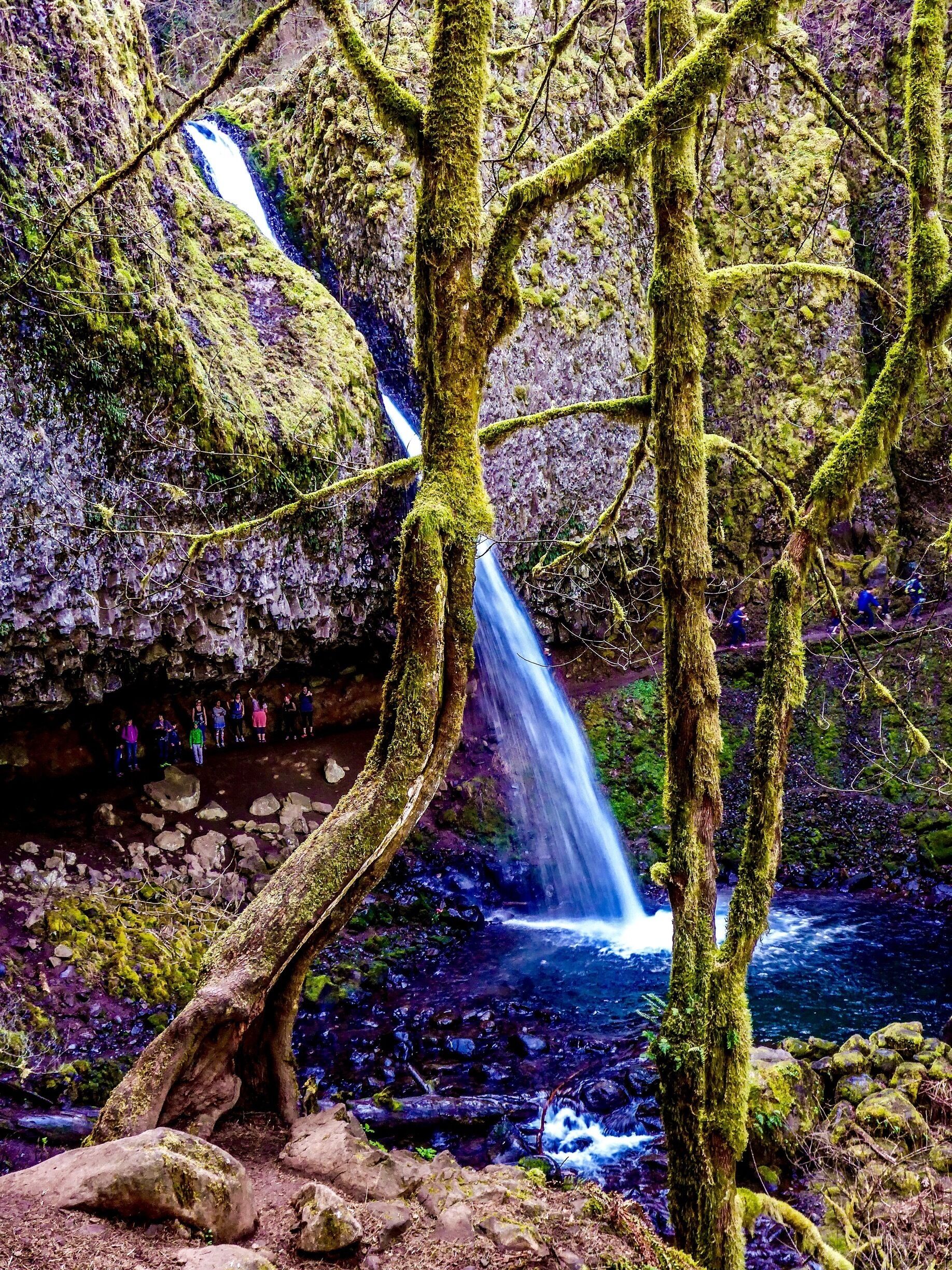A forested area with a waterfall, moss-covered trees, and a rocky stream.