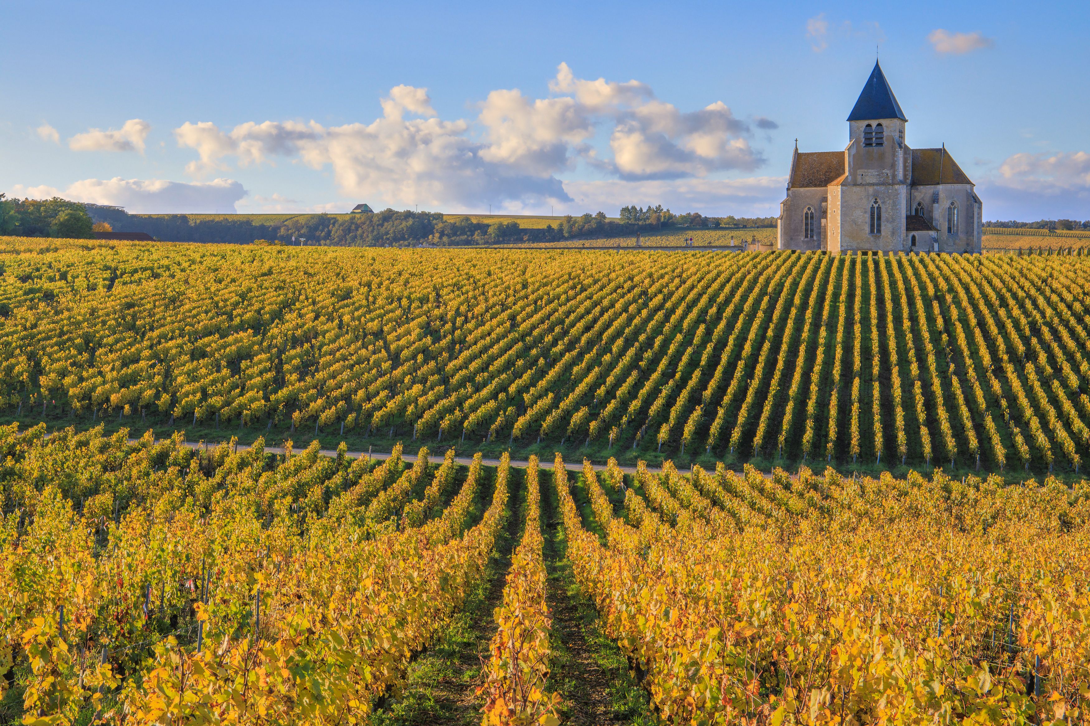 Church of Saint-Claire de Préhy in the  Chablis vineyard, Burgundy , France