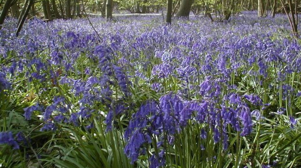 Bluebells in Blakes Wood Blakes Wood is famous for its springtime display of bluebells, covering many acres. The best times to visit are the last week in April and the first week in May.