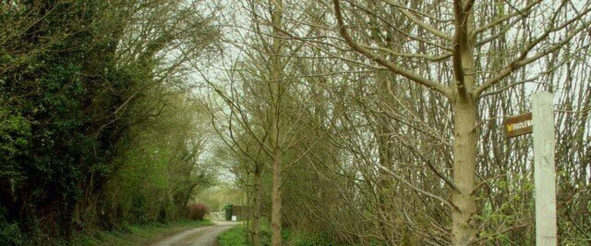 A narrow rural road flanked by trees and a wooden fence.