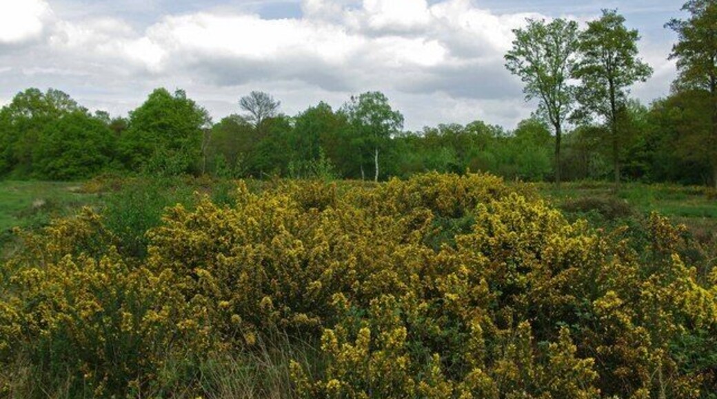 Danbury Common Danbury Common is 218 acres (87 ha) of heath and woodland owned by the National Trust It includes one of the largest areas of heath left in Essex. For more info see http://www.english-nature.org.uk/citation/citation_photo/1002899.pdf