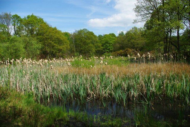 Backwarden Pond. A pond with bursting reed mace in 1282237 Nature Reserve. The Backwarden is owned by the National Trust and managed by Essex Wildlife Trust http://www.essexwt.org.uk/visitor_centres__nature_reserves/danbury_ridge/