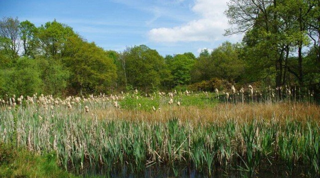 Backwarden Pond. A pond with bursting reed mace in 1282237 Nature Reserve. The Backwarden is owned by the National Trust and managed by Essex Wildlife Trust http://www.essexwt.org.uk/visitor_centres__nature_reserves/danbury_ridge/
