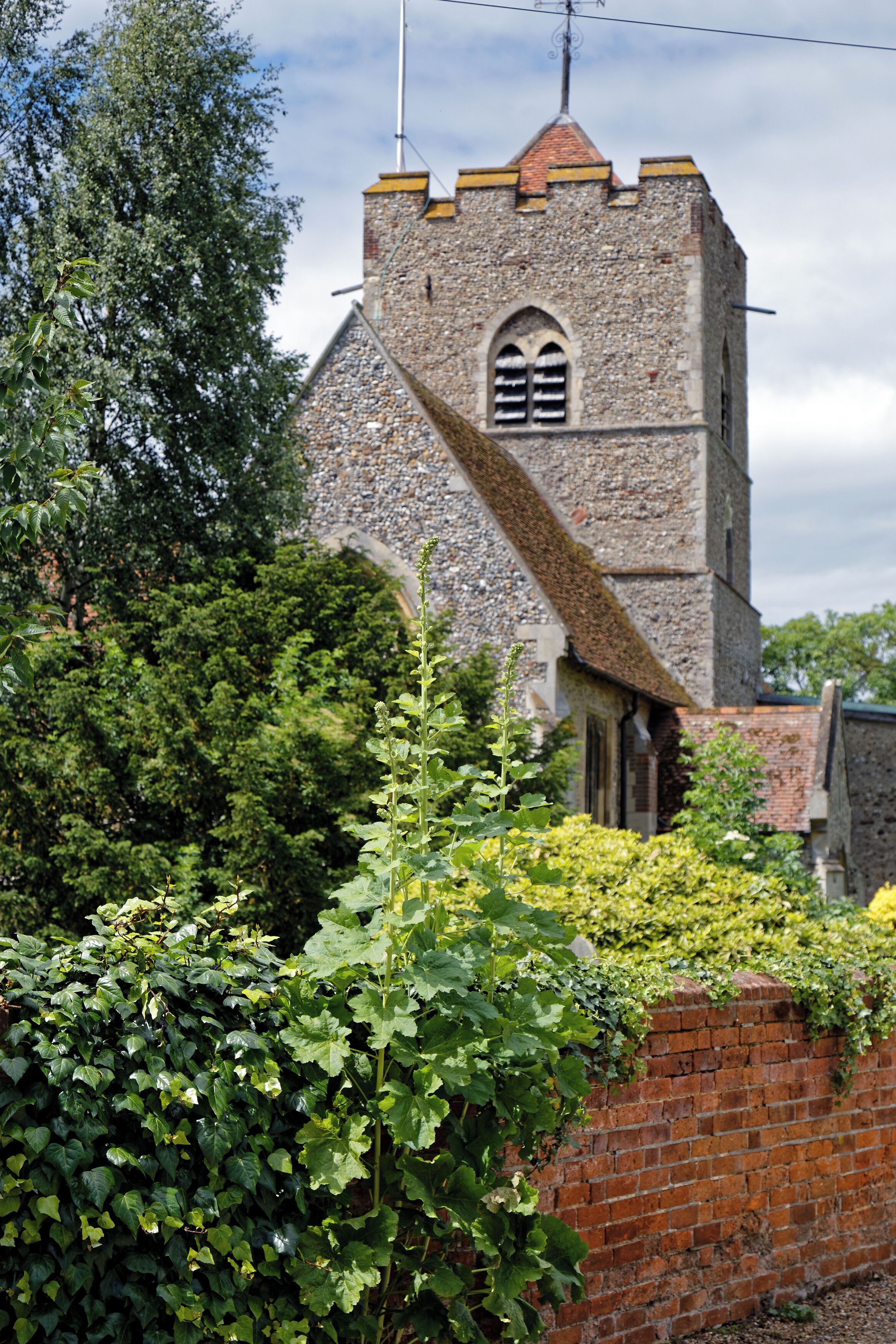 A Holyhock Alcea rosea, and ivy taken from a footpath outside the churchyard brick wall at the the north of the Grade I listed 11th- to 15th-century St Andrew's parish church in Boreham village, Essex, England. Camera: Canon EOS 6D with Canon EF 24-105mm F4L IS USM lens. Software: RAW file lens-corrected, optimized and converted with DxO OpticsPro 11 Elite, and further optimized with Adobe Photoshop CS2.