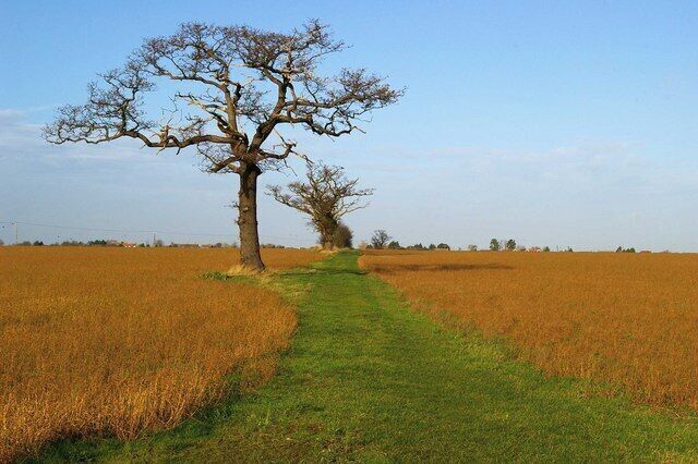 Footpath to Maylandsea This footpath runs from Steeple Rd to West Avenue in Maylandsea this view is looking northward towards Maylandsea.