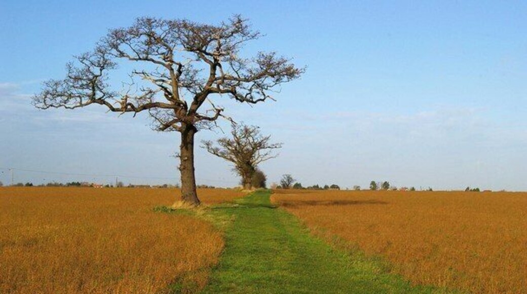 Footpath to Maylandsea This footpath runs from Steeple Rd to West Avenue in Maylandsea this view is looking northward towards Maylandsea.