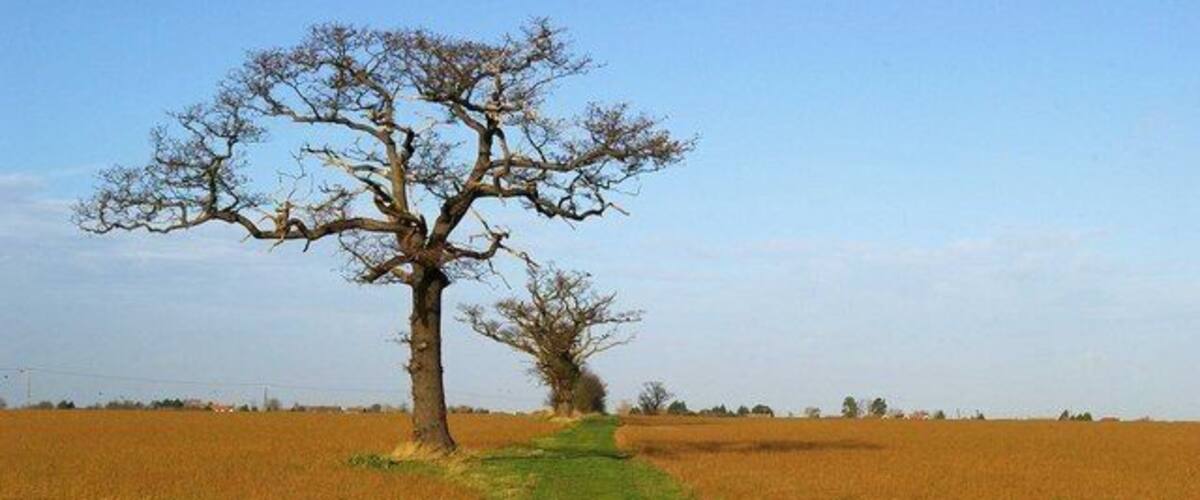 A rural landscape with a path leading to a leafless tree in a golden field.