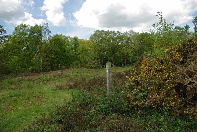 Gorse in The Backwarden. This shot of 1282237 Nature Reserve shows a cleared area, the heathland habitat that used to cover the area can only be maintained by active management, or else scrub and finally woodland will take over. The Backwarden Reserve is owned by the National Trust and managed by Essex Wildlife trust http://www.essexwt.org.uk/visitor_centres__nature_reserves/danbury_ridge/