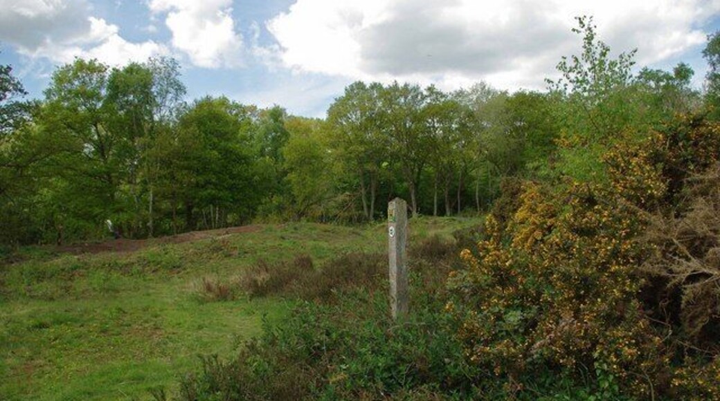 Gorse in The Backwarden. This shot of 1282237 Nature Reserve shows a cleared area, the heathland habitat that used to cover the area can only be maintained by active management, or else scrub and finally woodland will take over. The Backwarden Reserve is owned by the National Trust and managed by Essex Wildlife trust http://www.essexwt.org.uk/visitor_centres__nature_reserves/danbury_ridge/