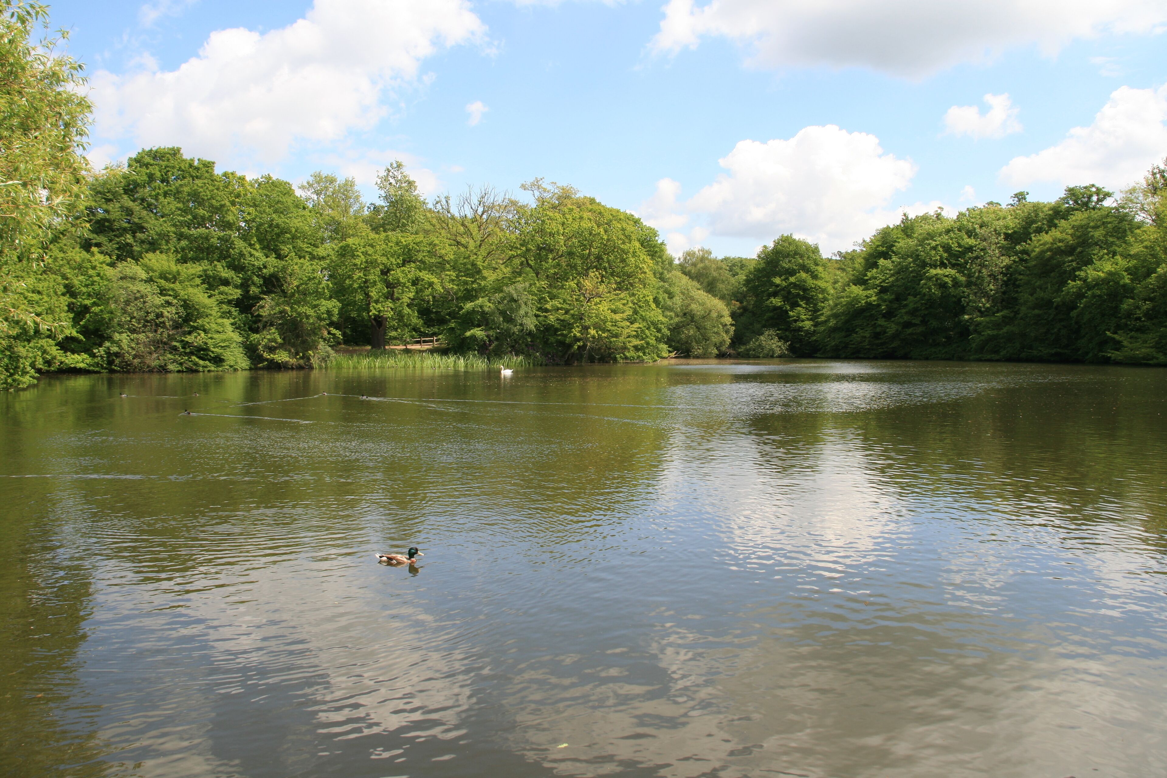 A calm lake surrounded by dense green trees under a partly cloudy sky.