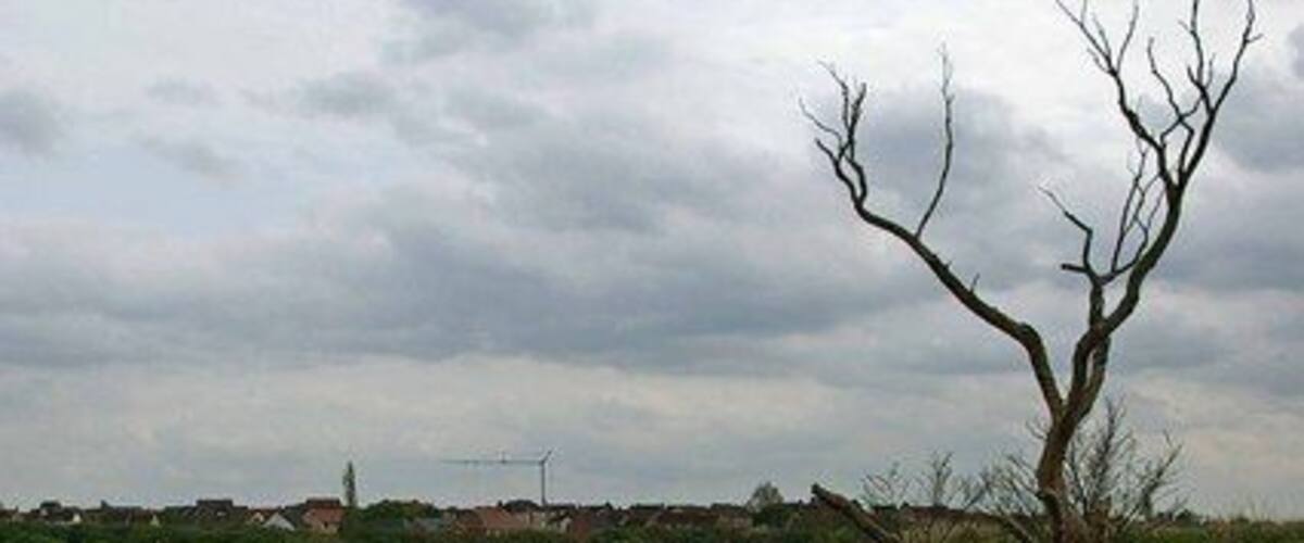 A river meandering through a marshy landscape with a leafless tree and distant wind turbines.