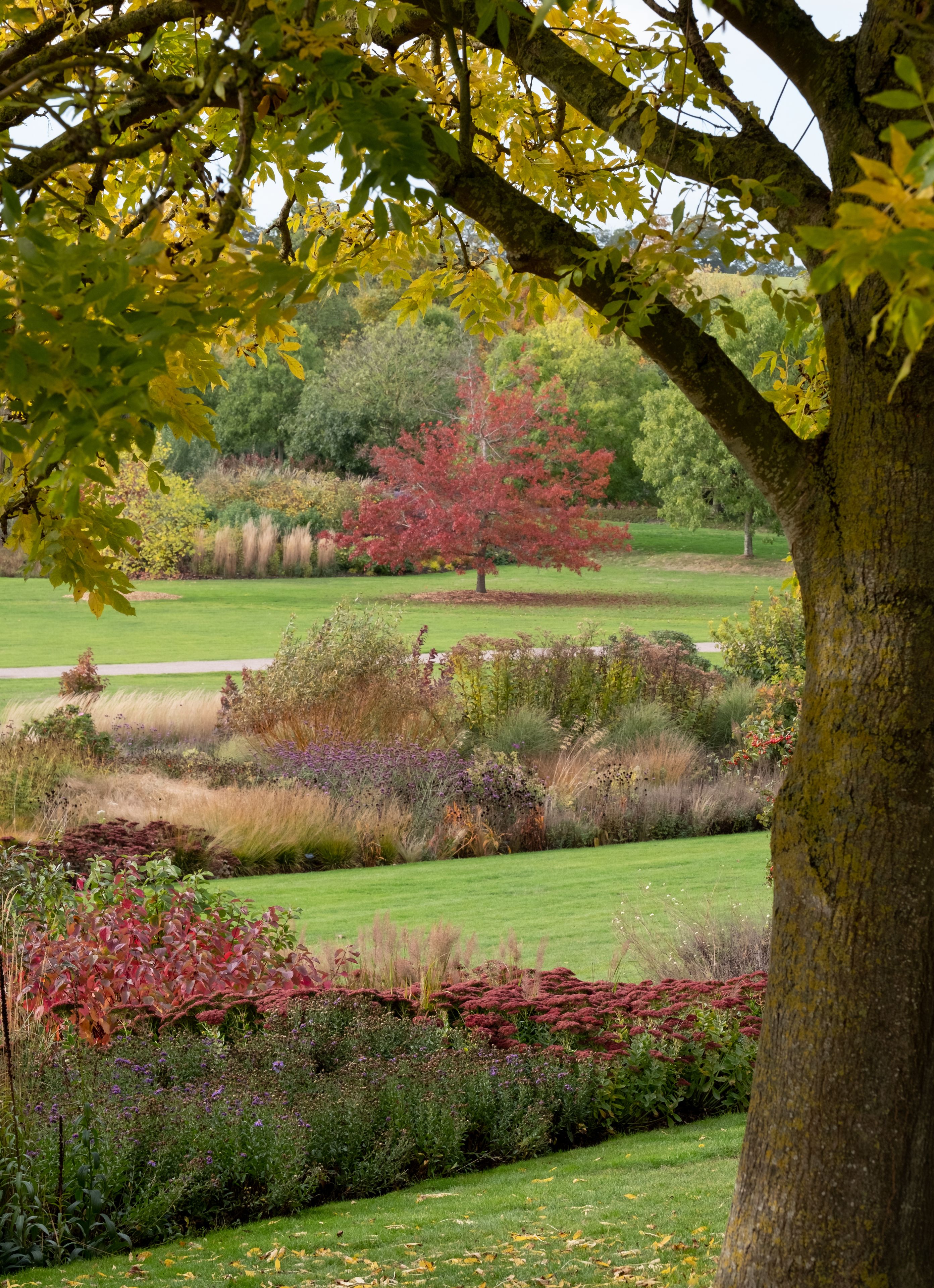 View of the Essex countryside in autumn, photographed at a garden near Chelmsford, Essex UK with a tree trunk in the foreground framing a maple tree with red leaves.
