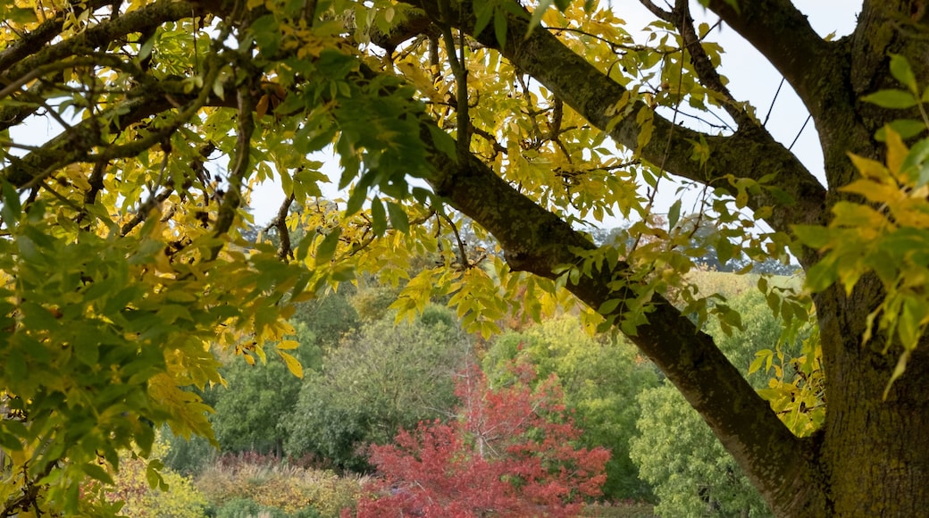 View of the Essex countryside in autumn, photographed at a garden near Chelmsford, Essex UK with a tree trunk in the foreground framing a maple tree with red leaves.