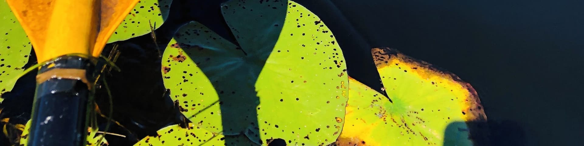 Sometimes it fun to explore a peaceful day in my kayak. #adventure