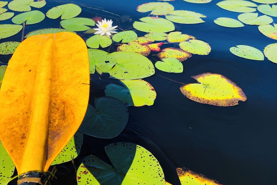 A yellow paddle in a pond with lily pads and a white water lily.