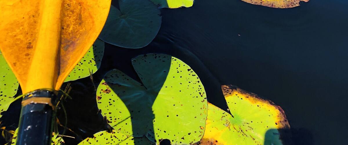 A yellow paddle in a pond with lily pads and a white water lily.