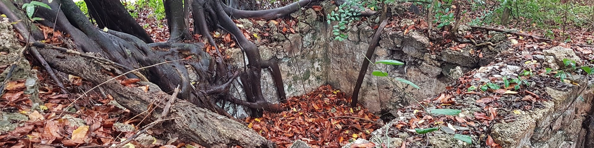 Ruins of Indigo factory, to process leaves and produce the Blue Dye! Pic from La Tartaruga exhibit.
