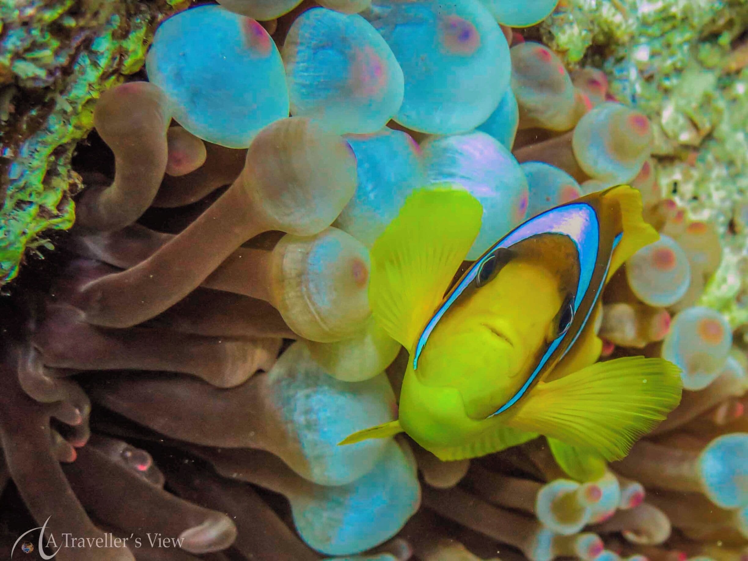 Face to face with the Red Sea "Clown fish". They are territorial and will be aggressive if you come to close to their anemone.
#waterlust