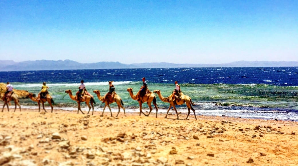 Riding camels is an absolute must in Egypt. Dahab is the perfect place to go as tourism is a little slow do you feel as if you are secluded on the paradise overlooking the Red Sea! If you look closely behind the camels that's Saudi Arabia! #waterlust #egypt