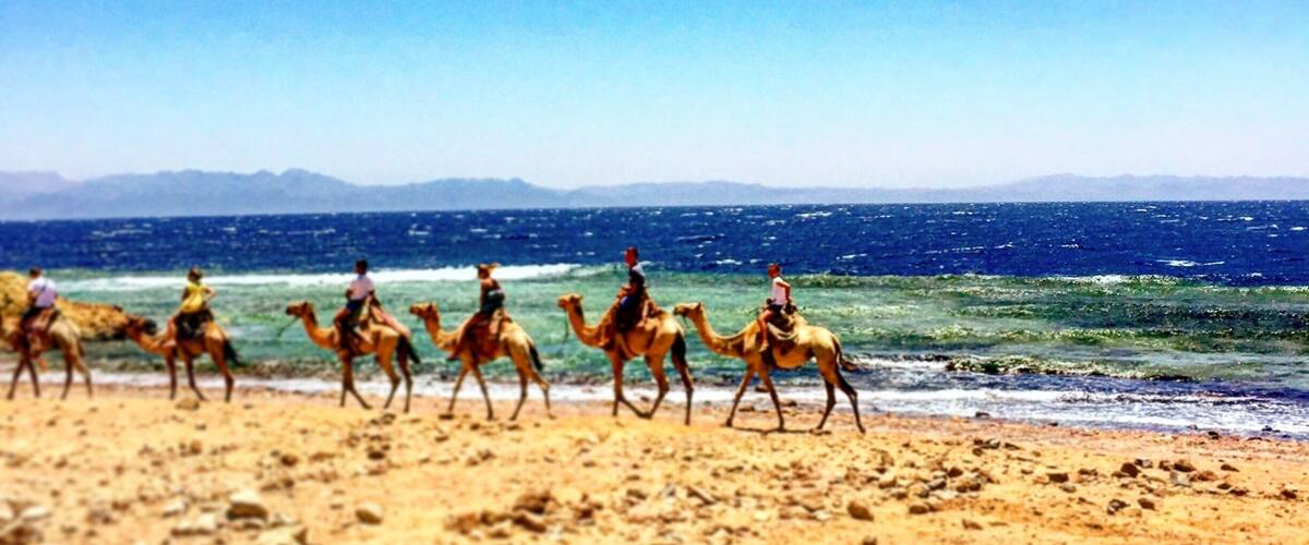 Riding camels is an absolute must in Egypt. Dahab is the perfect place to go as tourism is a little slow do you feel as if you are secluded on the paradise overlooking the Red Sea! If you look closely behind the camels that's Saudi Arabia! #waterlust #egypt