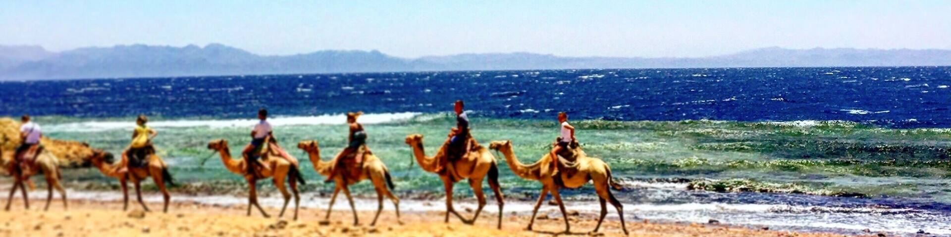 Riding camels is an absolute must in Egypt. Dahab is the perfect place to go as tourism is a little slow do you feel as if you are secluded on the paradise overlooking the Red Sea! If you look closely behind the camels that's Saudi Arabia! #waterlust #egypt