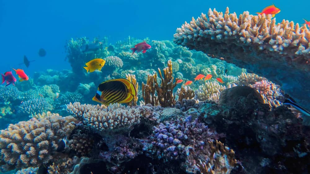 If scuba is not your thing. Even snorkelling make It sometimes feel like you are swimming in a giant fish tank.
#Blue
#waterlust
http://www.atravellersview.com/galleries