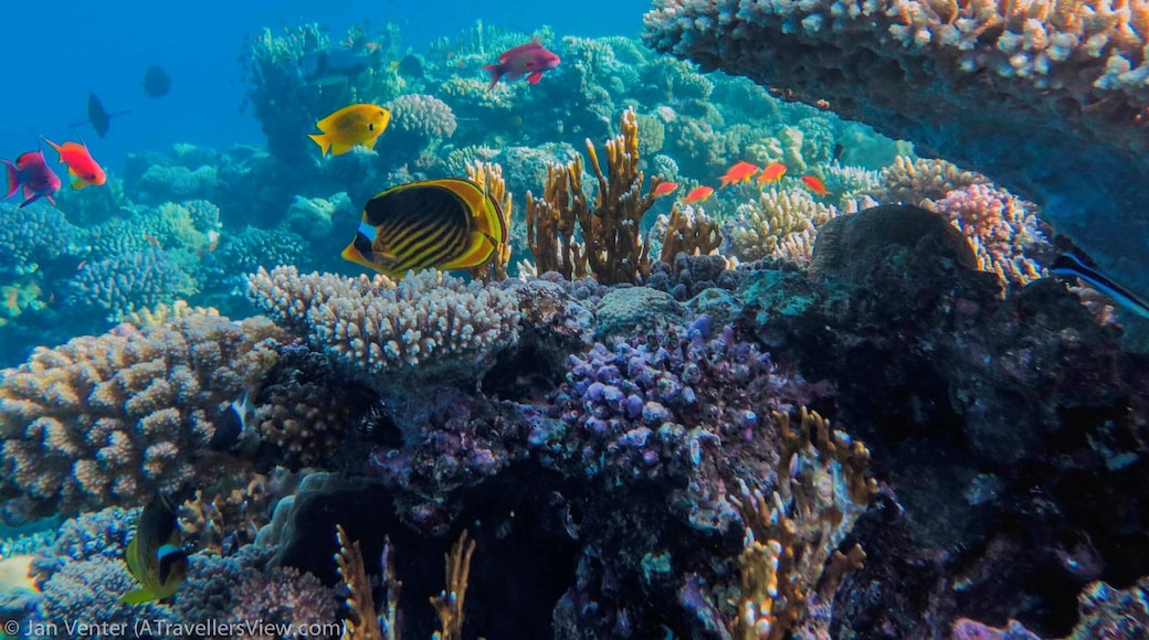If scuba is not your thing. Even snorkelling make It sometimes feel like you are swimming in a giant fish tank.
#Blue
#waterlust
http://www.atravellersview.com/galleries