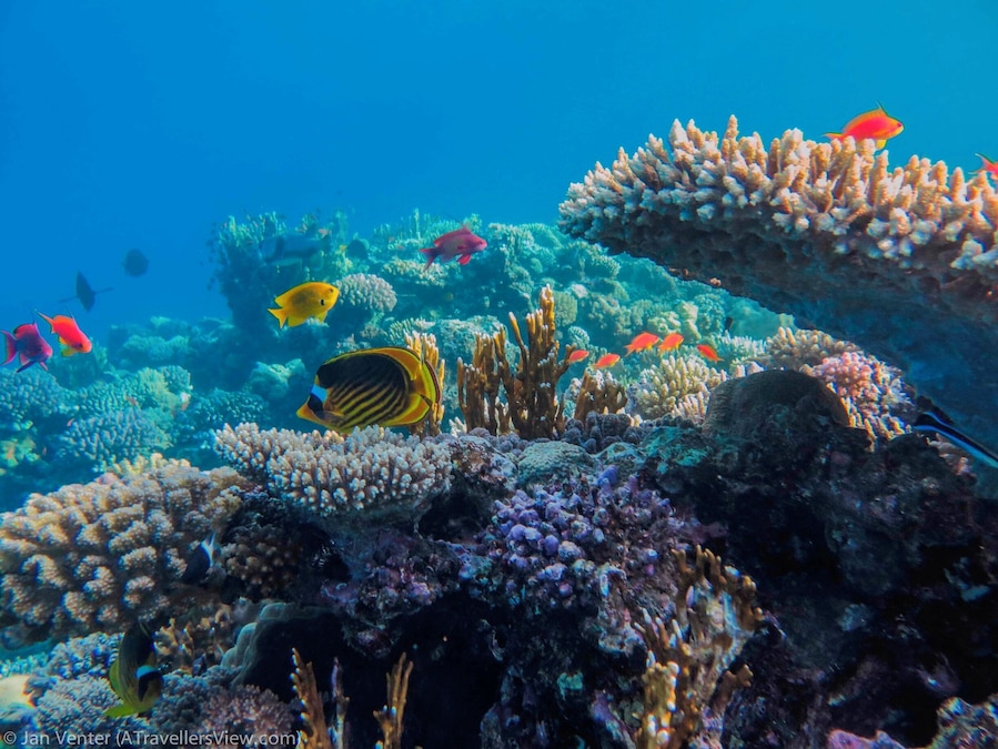 If scuba is not your thing. Even snorkelling make It sometimes feel like you are swimming in a giant fish tank.
#Blue
#waterlust
http://www.atravellersview.com/galleries