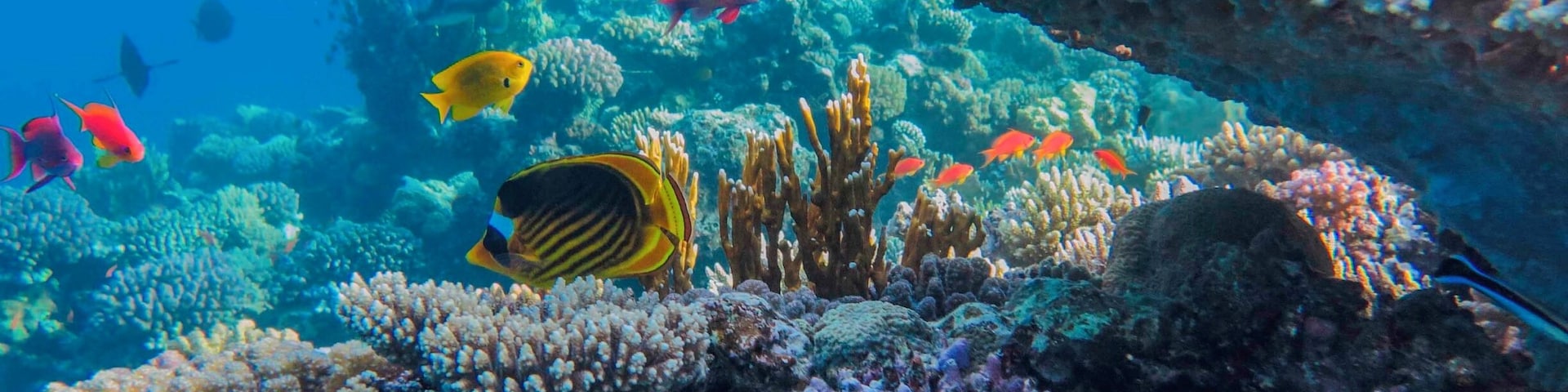 If scuba is not your thing. Even snorkelling make It sometimes feel like you are swimming in a giant fish tank.
#Blue
#waterlust
http://www.atravellersview.com/galleries