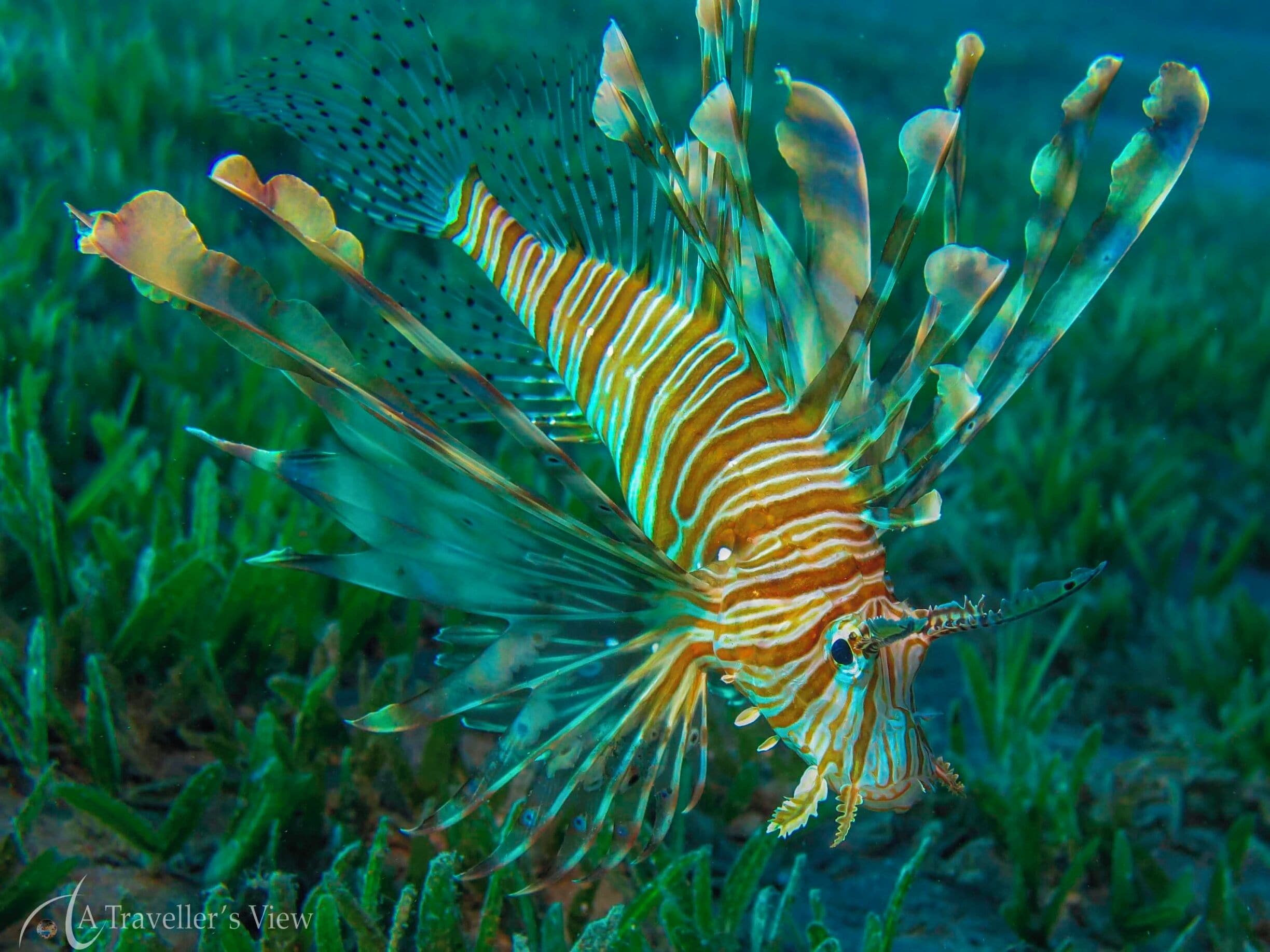 Baby Lion fish. You can see quite a few different species in Dahab. I can highly recommend scuba diving in this town.
#waterlust
http://www.atravellersview.com/galleries
