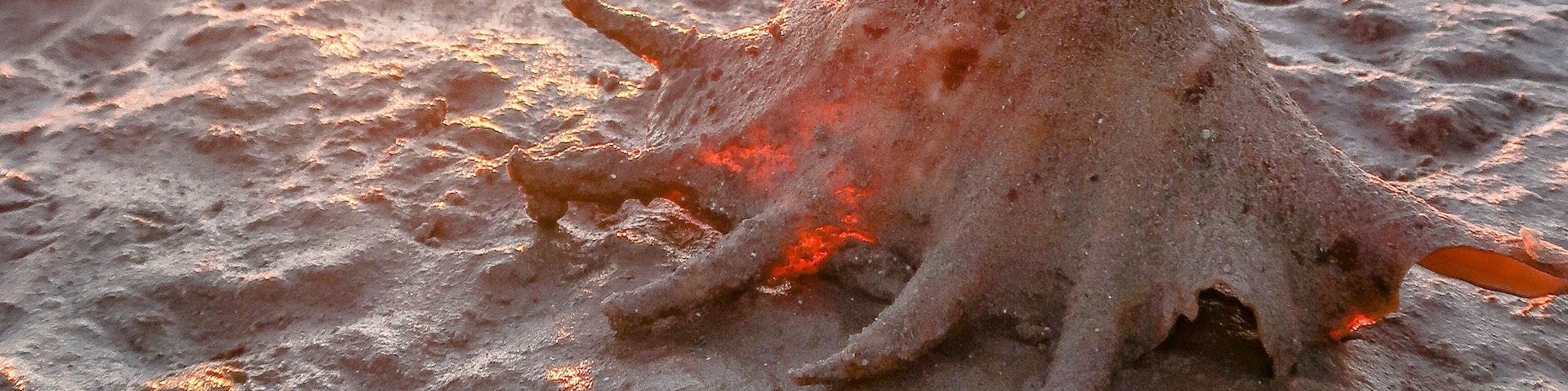 Low tide at sunrise has cleared a lot of the sea from the sand