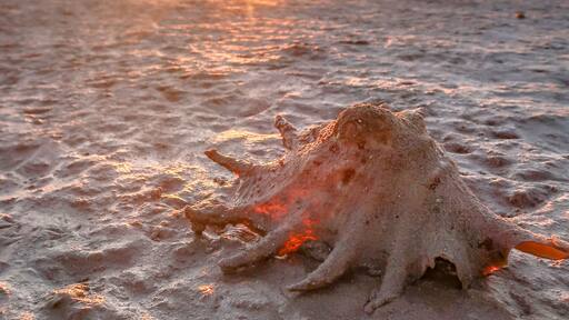 Low tide at sunrise has cleared a lot of the sea from the sand