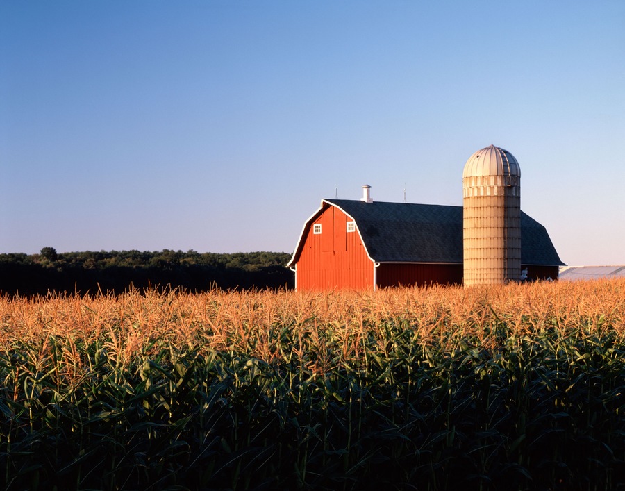 Caption---- BRA0EK RED barn SILO & CORNFIELD in EVENING SUN DELAVAN, WI