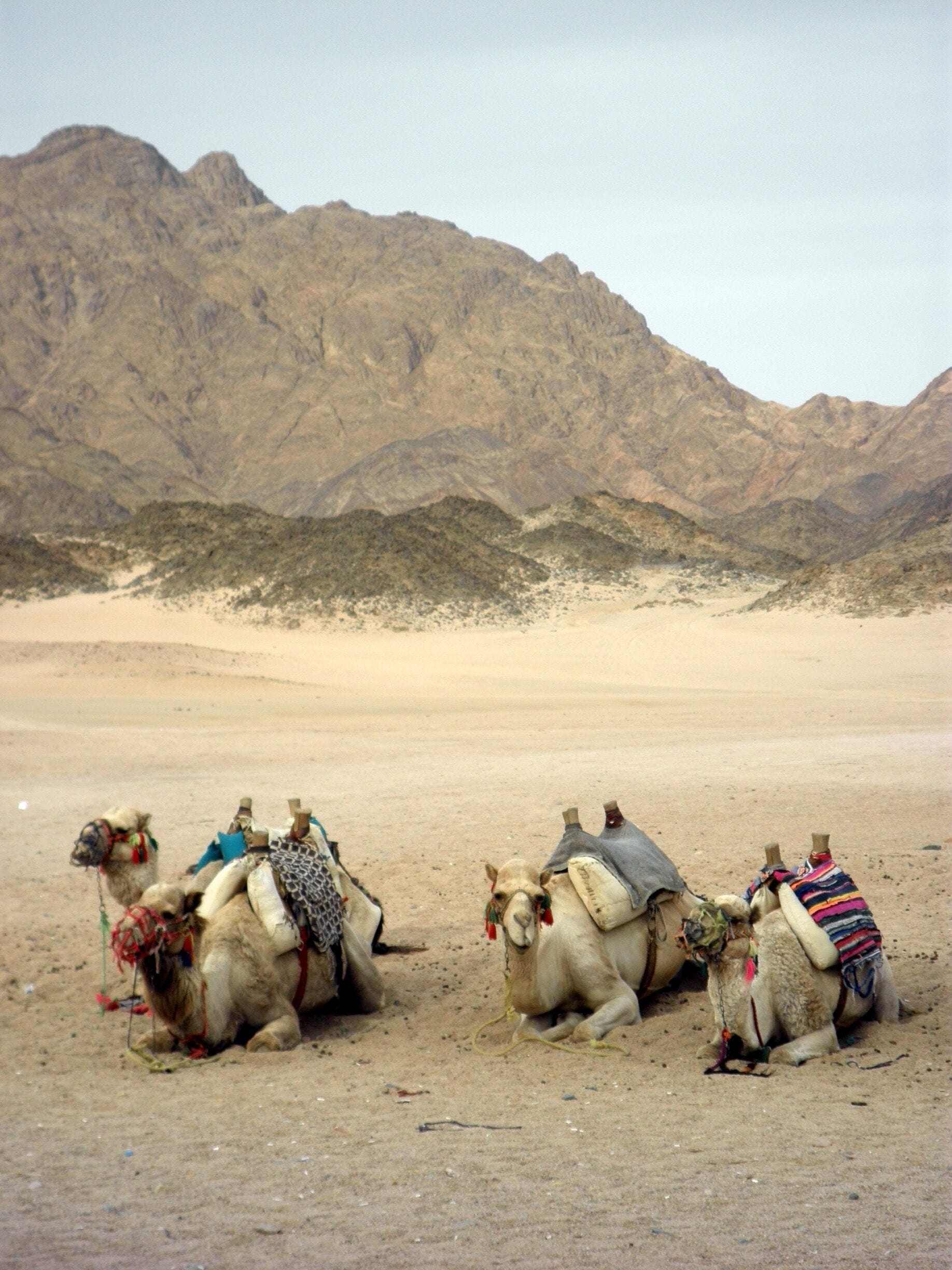 Camel trek in the desert