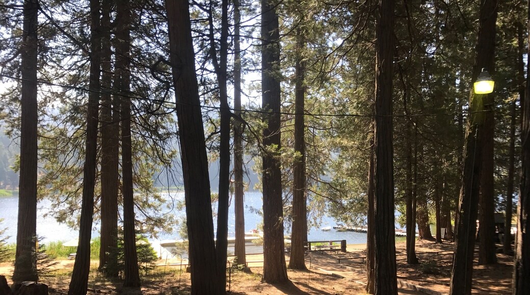 The morning at Camp Tulequoia in the Sequoia National Forest.