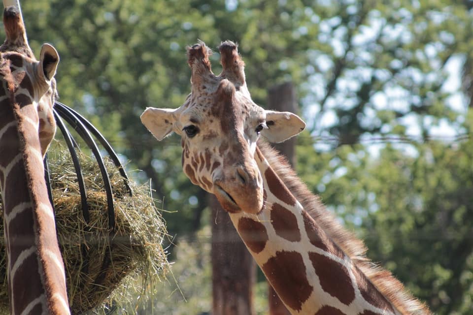 Een giraffe die hooi eet uit een voerbak.