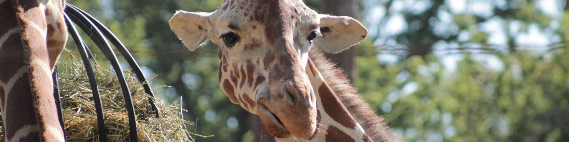 Wildlife in the zoo
#wildlife