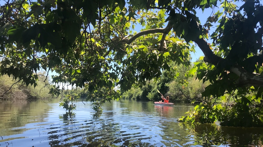 Beating the heat on the San Joaquin River...a little oasis on the outskirts of Fresno.