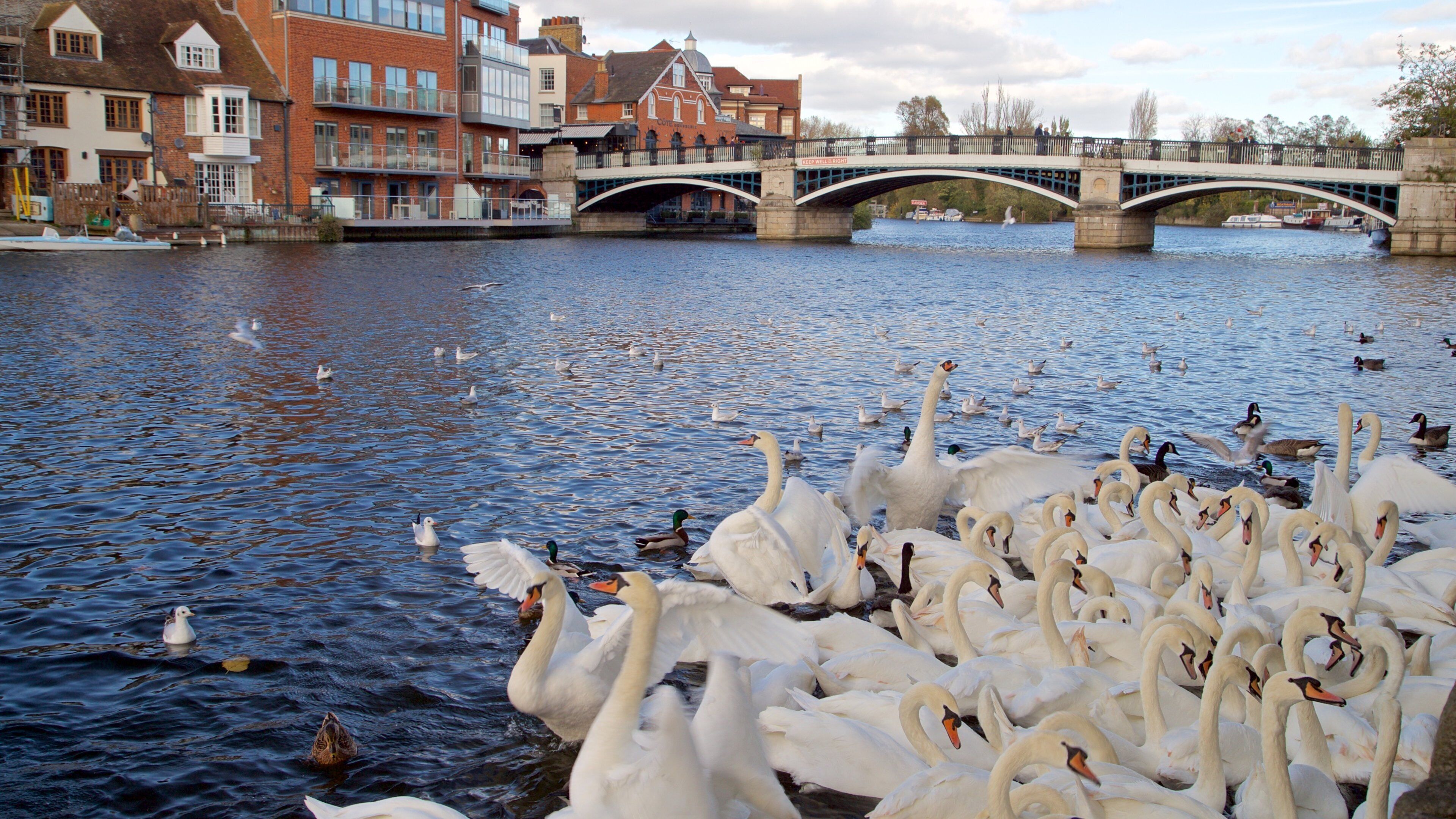 Eton som inkluderer elv eller bekk og fugleliv