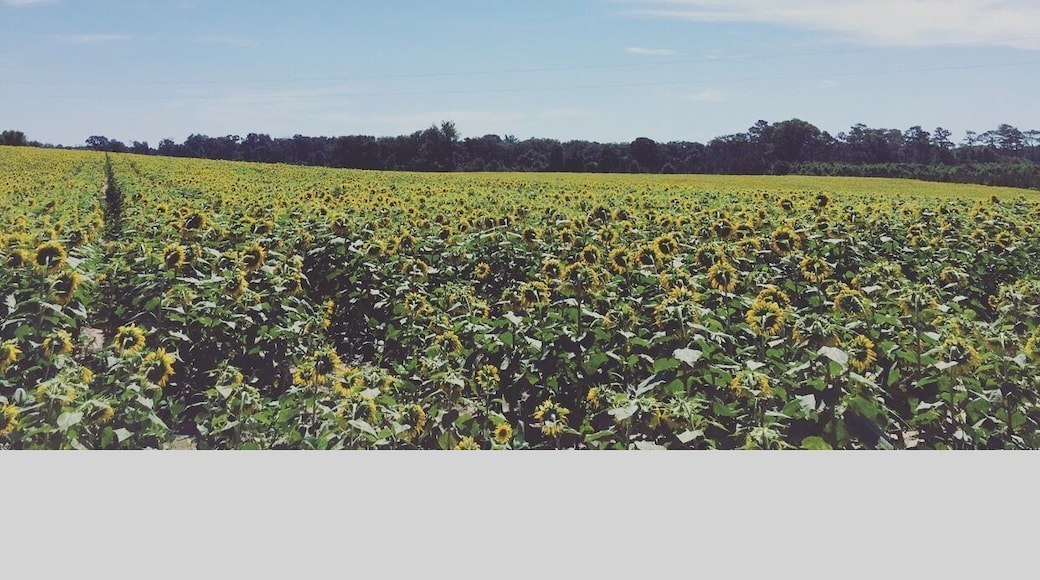 Ran into this place on the side of I75N