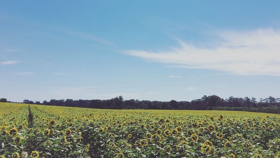 A sunflower field under a clear blue sky.