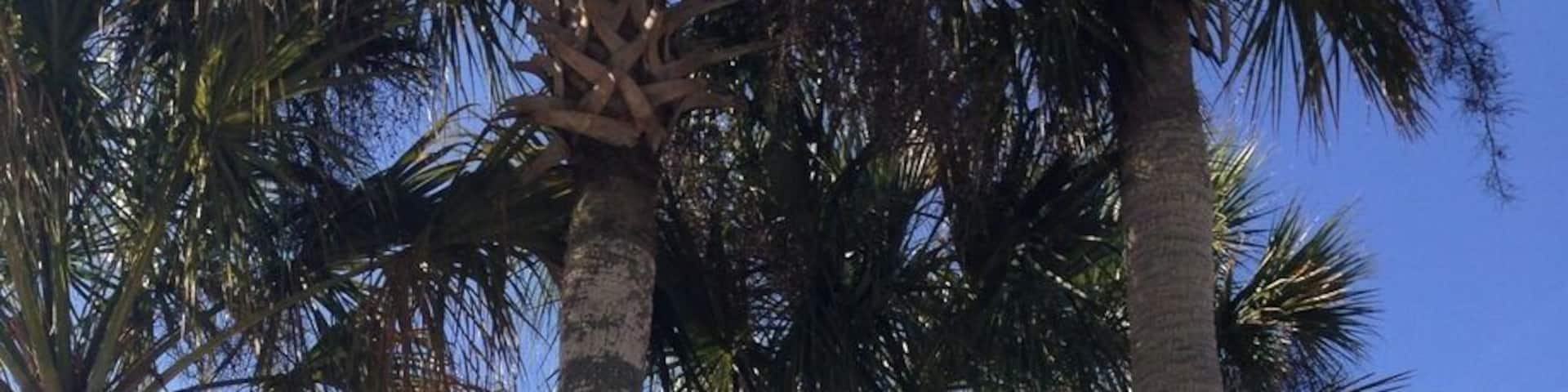 We arrived in Florida around 9am. We left Savannah at 7am to avoid traffic because when we left 10 the day before we got trapped in major traffic on I-95. So be warned that the early bird catches the worm. The bathrooms were alright but because this was the busiest rest stop (I mean packed) the washrooms were pretty gross). Inside the welcome centre there was a lady that handed out fresh squeezed Florida orange juice and grapefruit juice. So good and refreshing because it got really really hot and humid when we arrived here. Lots of maps inside, and info on every region of Florida.