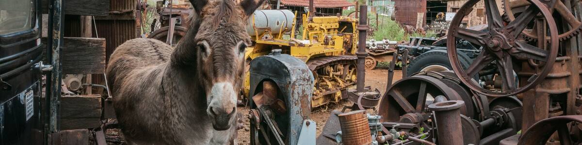 Jerome Arizona Ghost Town donkey and a lot of garbage