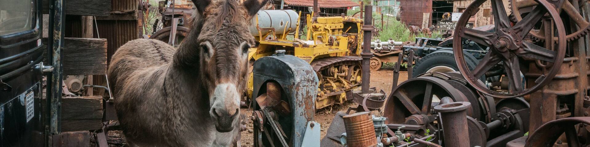 Jerome Arizona Ghost Town donkey and a lot of garbage