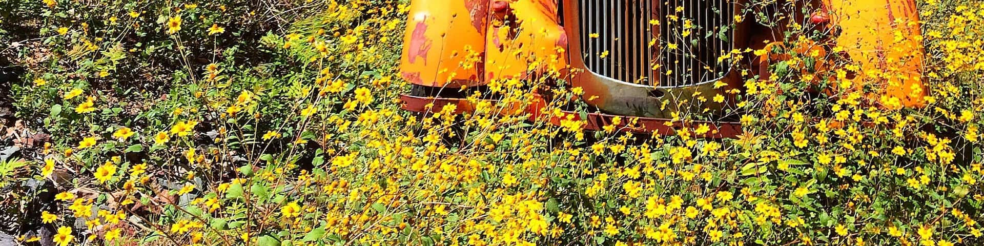 An abandoned yellow truck surrounded by yellow flowers and other rusted vehicles on a hillside.