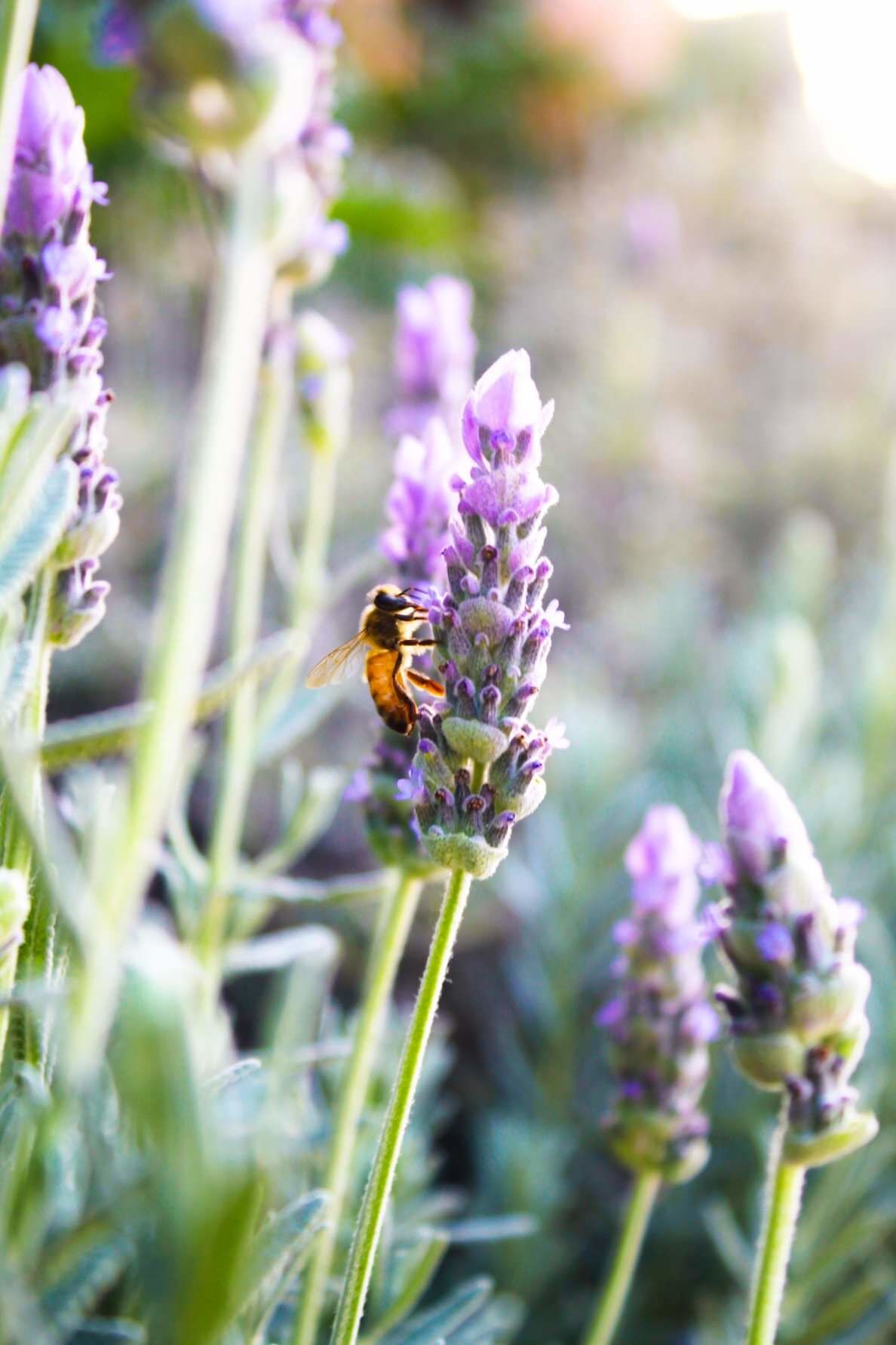 A bee on a lavender flower.