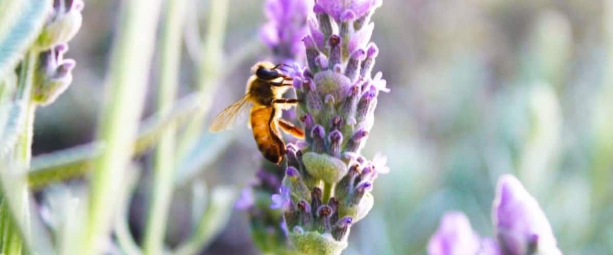 A bee on a lavender flower.