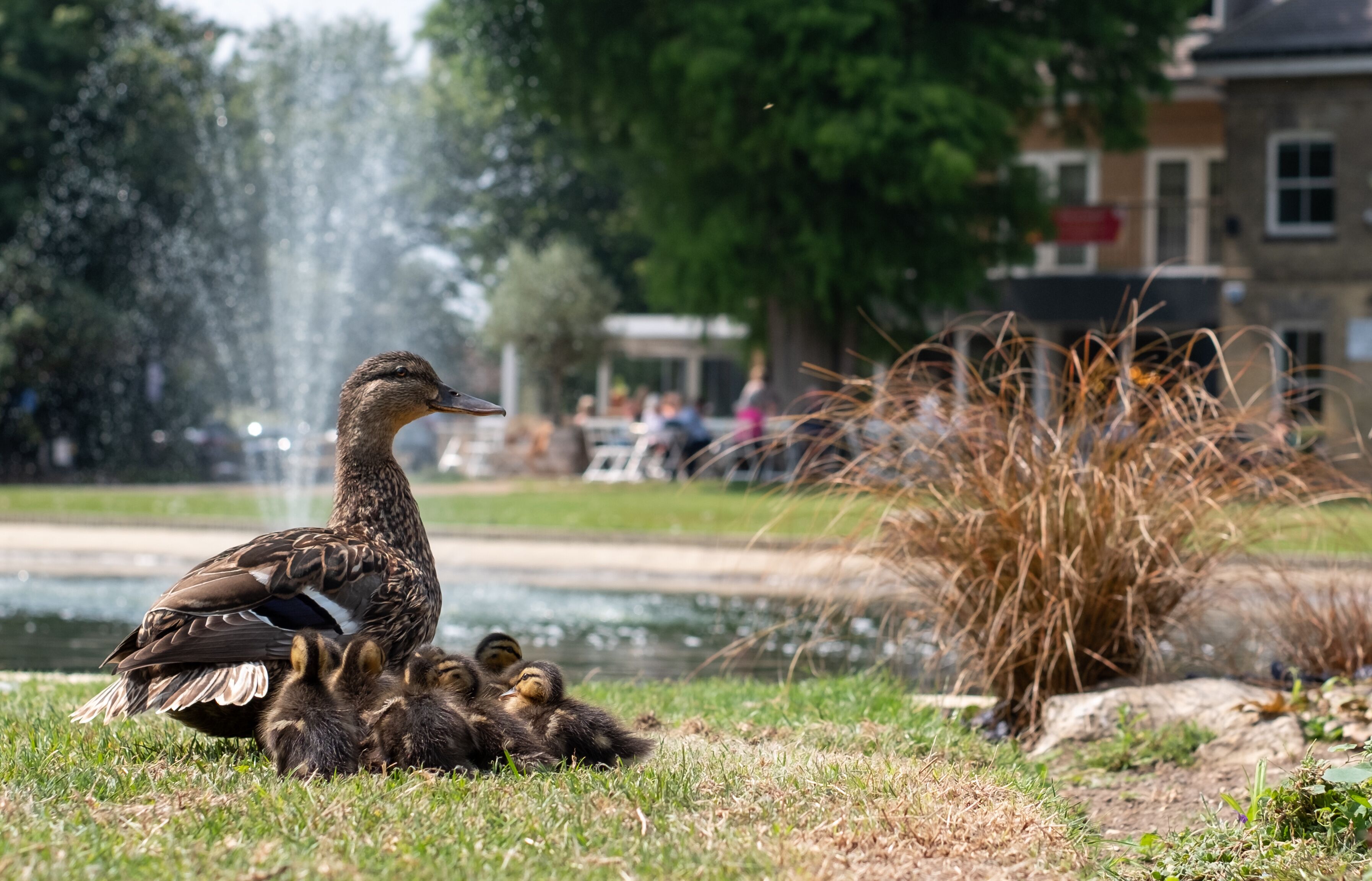 Newly born ducklings with the mother duck, by the lake at Pinner Memorial Park, Pinner, Middlesex, north west London UK, photographed on a sunny summer day. Ducklings are three days old.