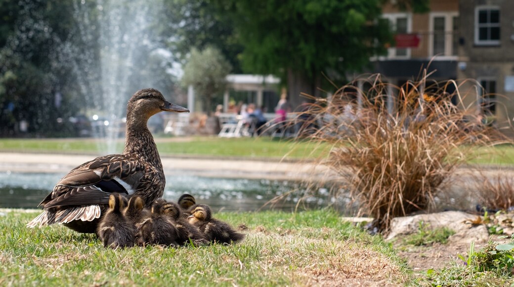 Newly born ducklings with the mother duck, by the lake at Pinner Memorial Park, Pinner, Middlesex, north west London UK, photographed on a sunny summer day. Ducklings are three days old.